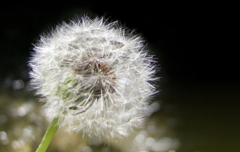 Pusteblume