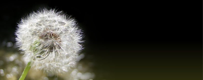 Pusteblume