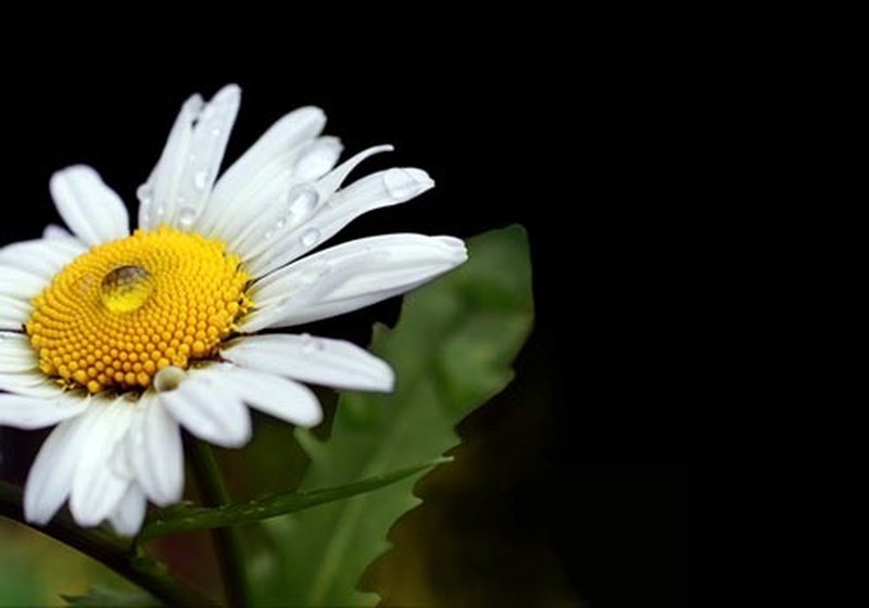 Gänseblümchen mit Tröpfchen